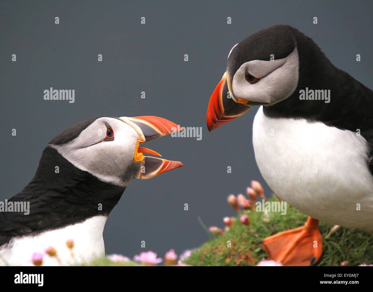 Une paire de macareux ayant mots près de leur nid terrier. Prises de tête' Établissement"Sumburgh, mainland Shetland. Banque D'Images