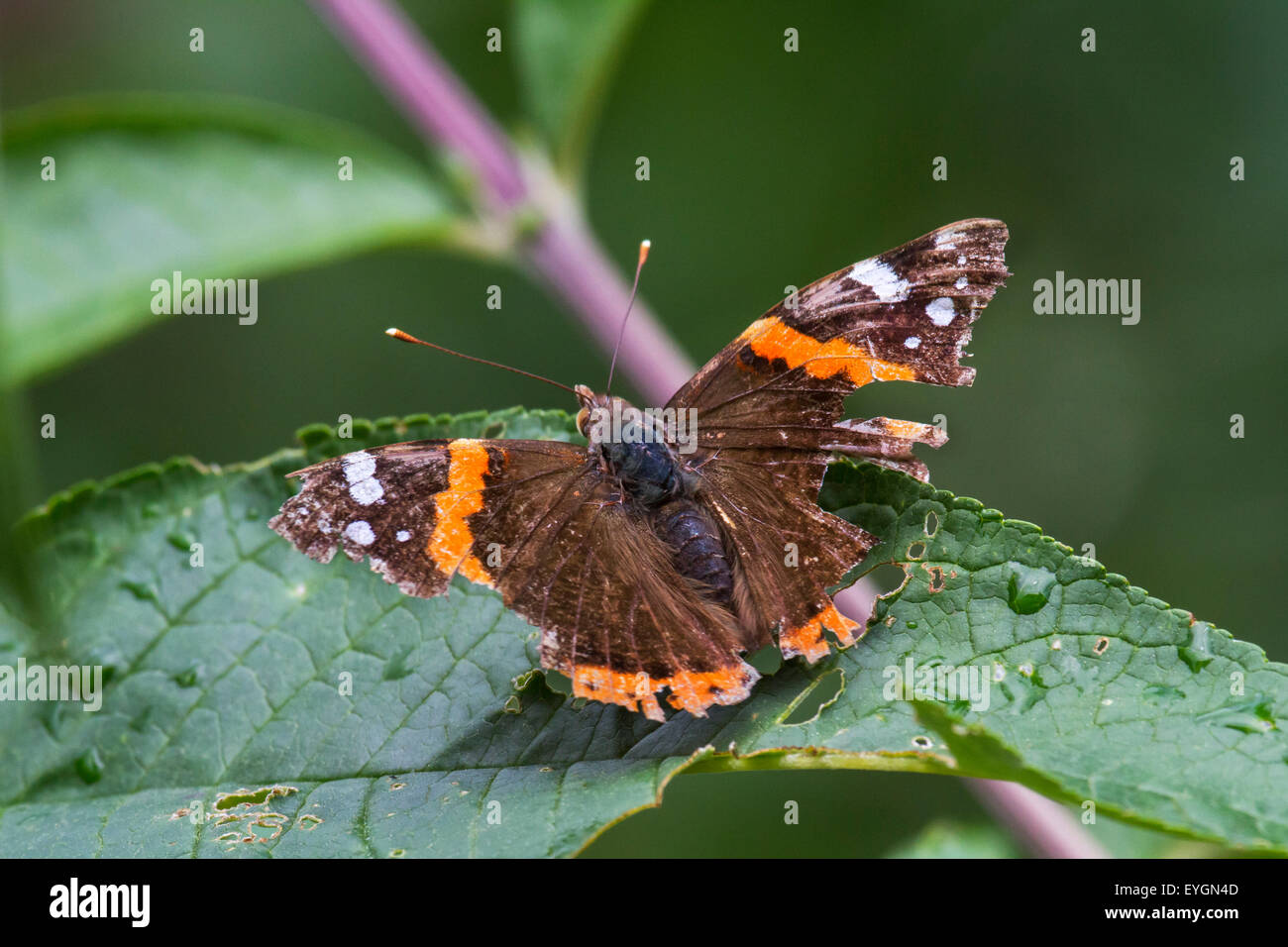 Vulcain (Vanessa atalanta) papillon aux ailes très endommagés Banque D'Images