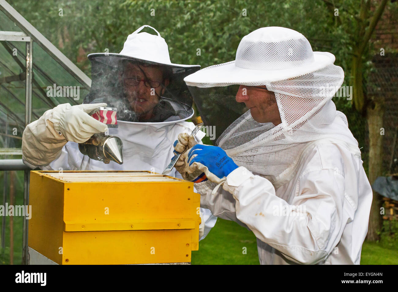 Deux apiculteurs en vêtements de protection avec abeille ruche ouverte fumeur pour inspecter les rayons de miel d'abeilles (Apis mellifera) Banque D'Images