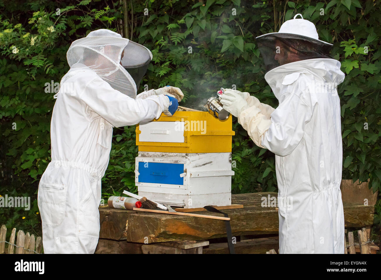Deux apiculteurs en vêtements de protection avec abeille ruche ouverte fumeur pour inspecter les rayons de miel d'abeilles (Apis mellifera) Banque D'Images