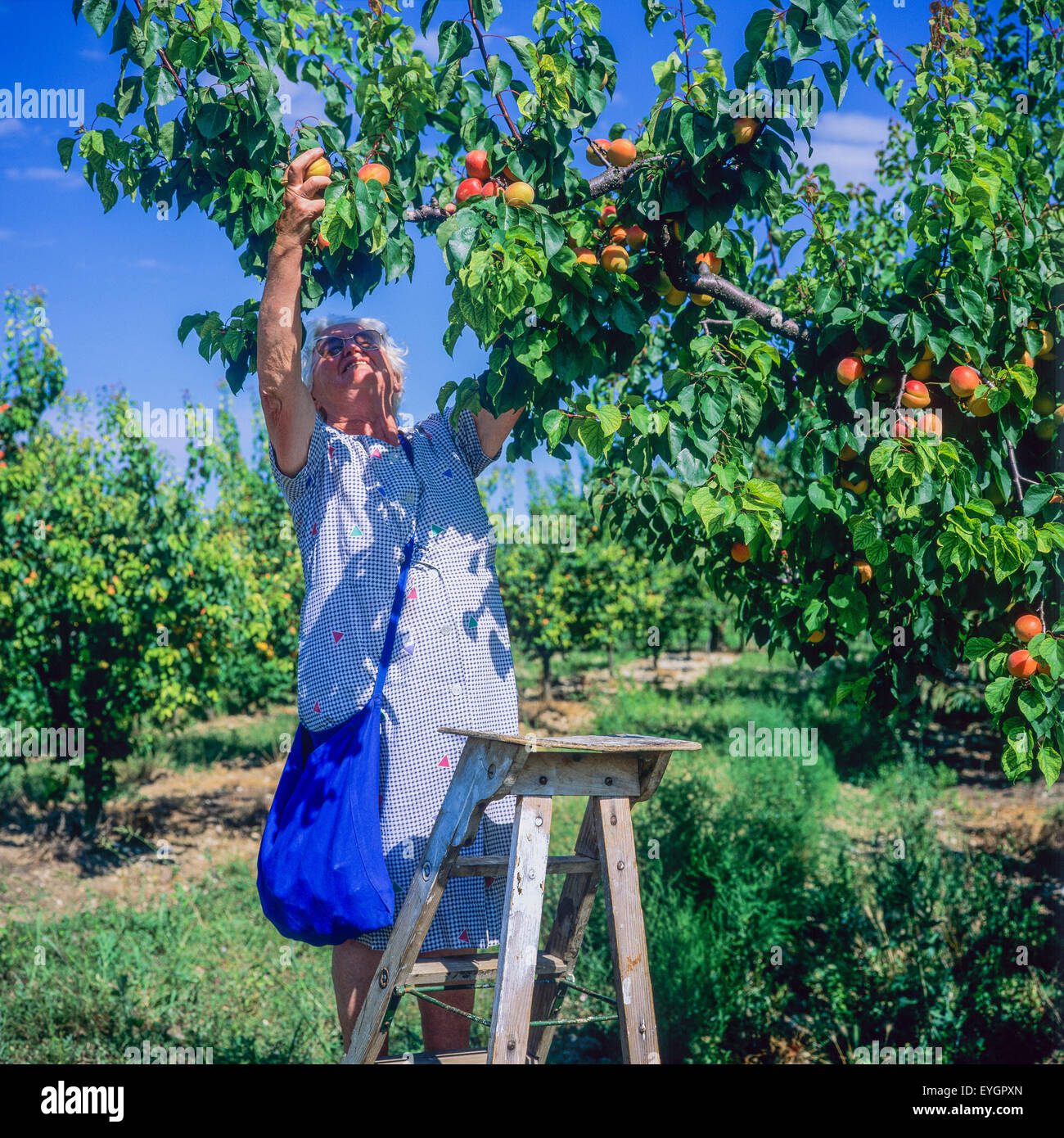 Femme âgée de la récolte d'abricots arbre en verger, Drôme, vallée du Rhône, France, Europe Banque D'Images