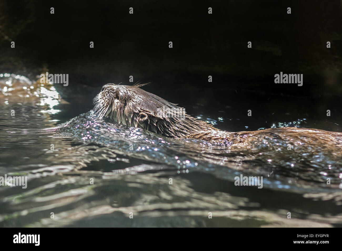 Otter flotte dans l'eau Banque D'Images