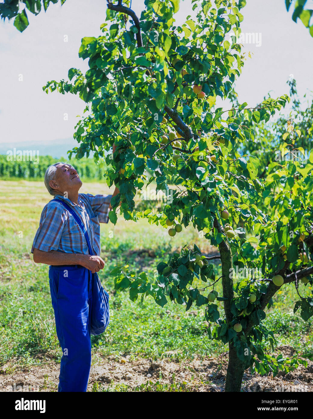 Un homme âgé de la récolte d'abricots arbre en verger, Drôme, vallée du Rhône, France, Europe Banque D'Images