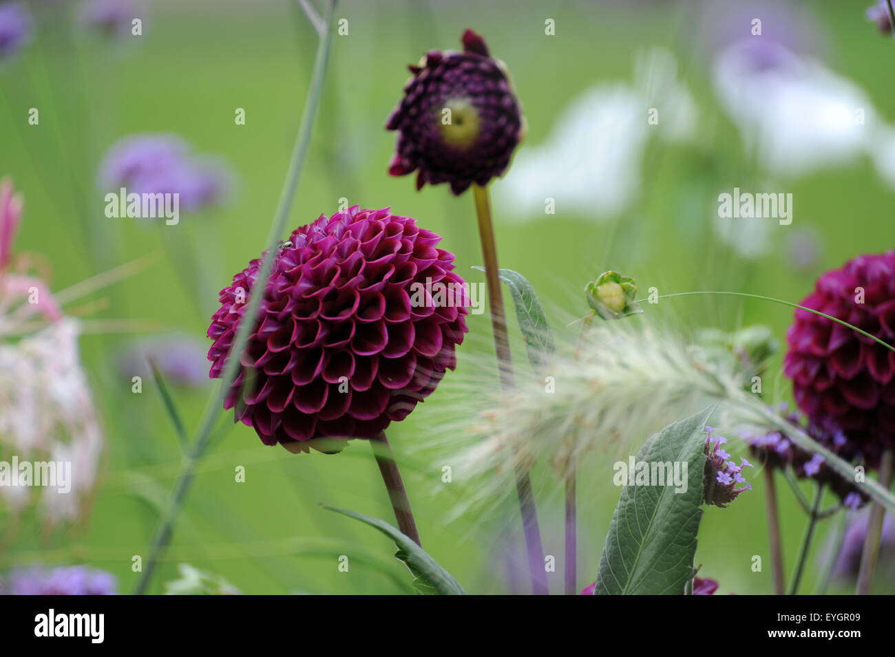 L'enfer und dunkel lila farbene Blumen auf grüner Wiese bunte Blumenwiese fleurs colorées sur pelouse verte Banque D'Images