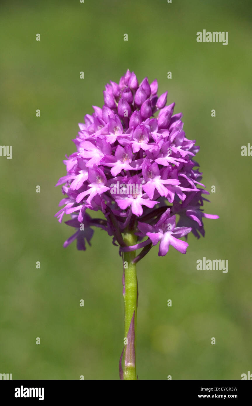 Pyramidenorchidee Pyramiden-Orchidee Anacamptis pyramidalis,,, Banque D'Images