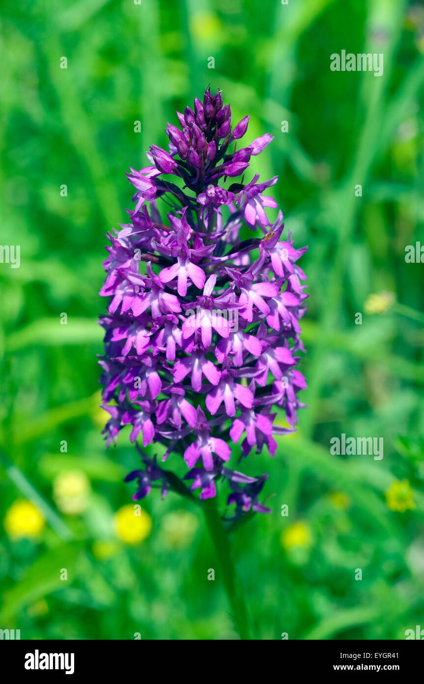 Pyramidenorchidee Pyramiden-Orchidee Anacamptis pyramidalis,,, Banque D'Images