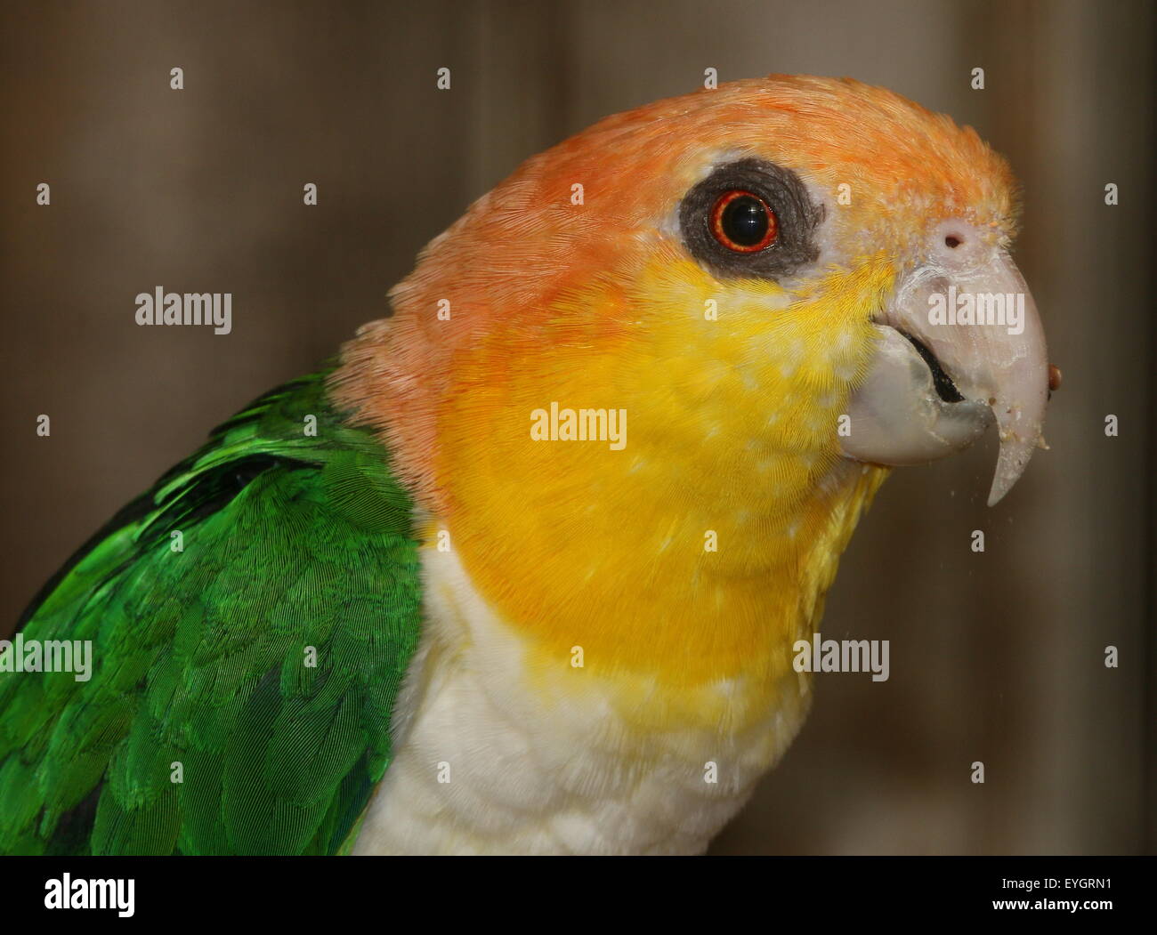 South American Green Parrot thighed (Pionites leucogaster) alias Caïque à ventre blanc Parrot Banque D'Images