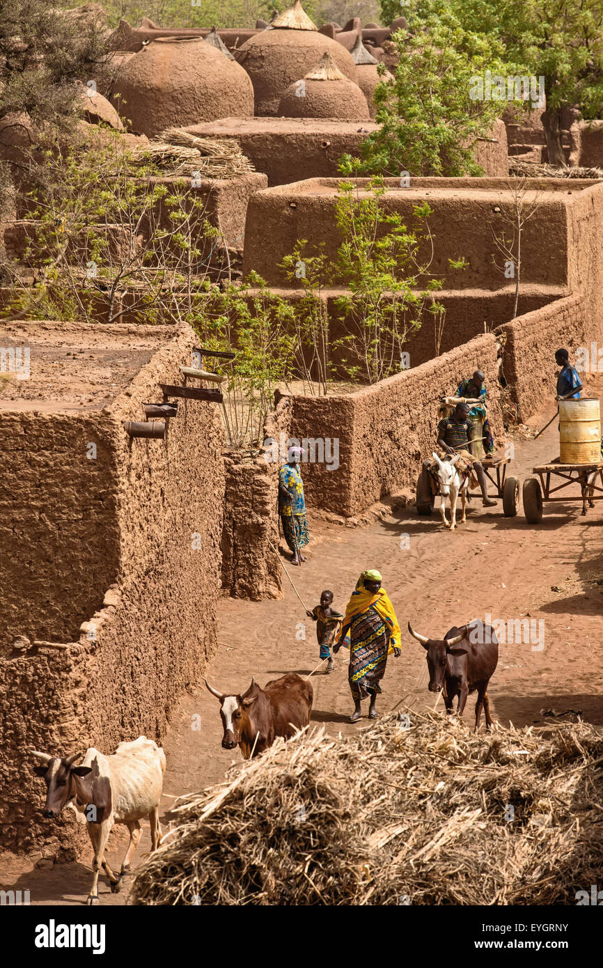 Tahoa,Région,Vache,Niger,Arbre,âne Yaama Banque D'Images