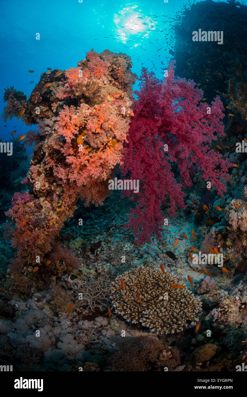 Remplir le récif de coraux mous avec la couleur, St John's Farsha Umm Kararim, Red Sea, Egypt Banque D'Images