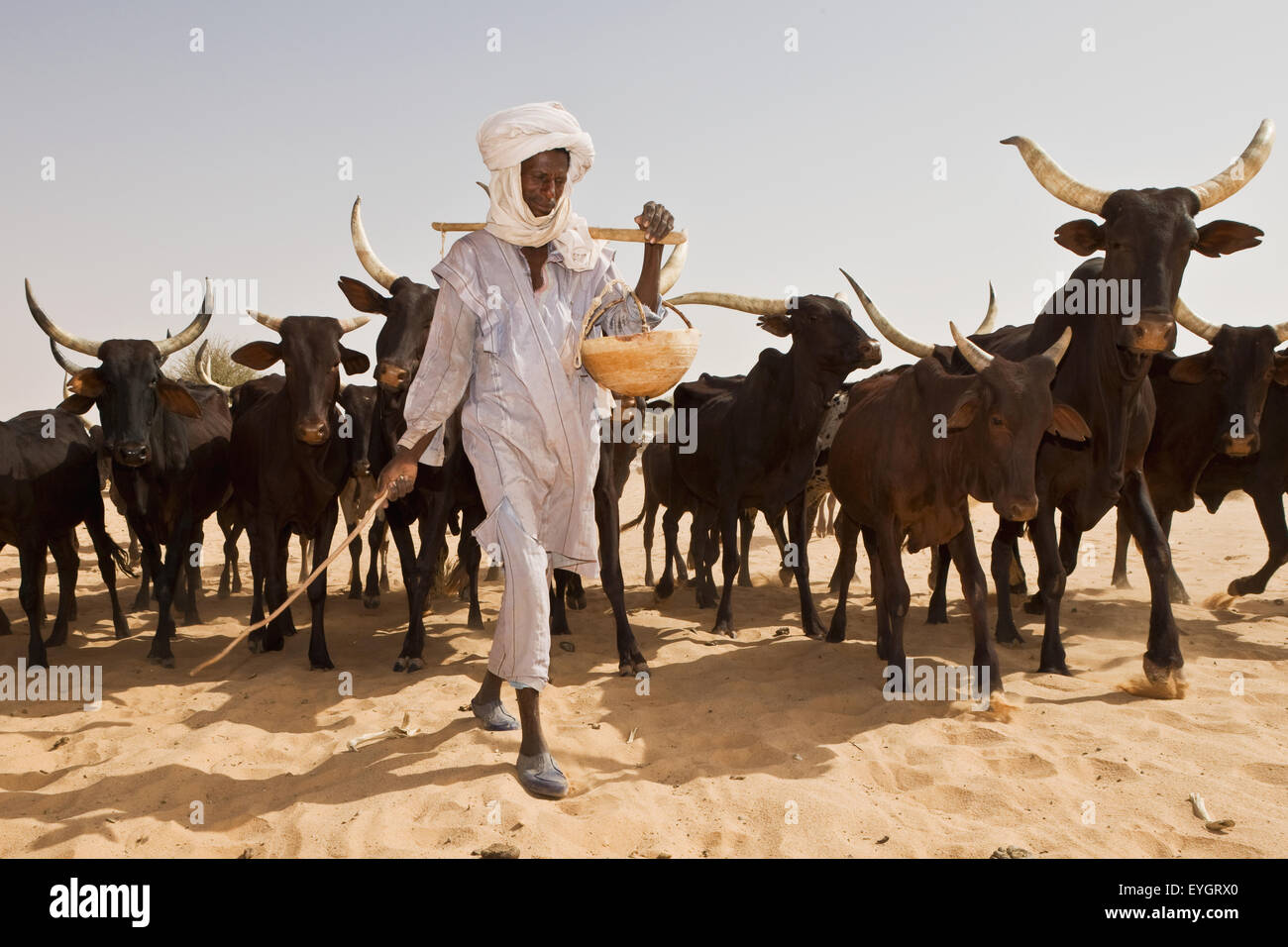 Au Niger, les Peuls Bororos ou Woodabe pastoralist confiant son bétail. Tiguidit escarpement, désert du Sahara Banque D'Images