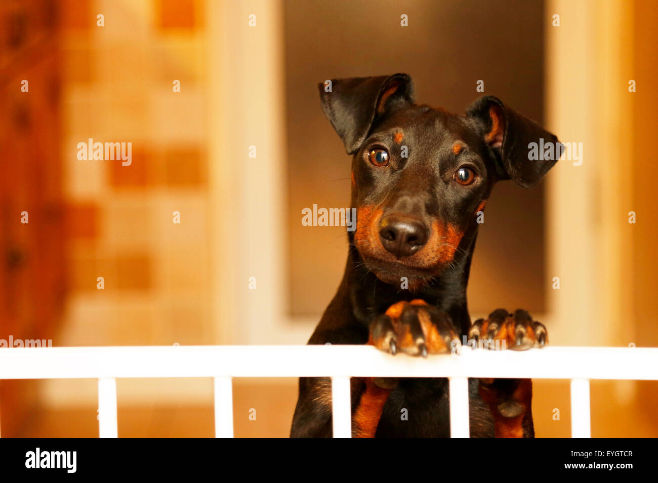 Une alerte, chauds à chien, un terrier de Manchester, avec sa tête d'un côté, l'intérieur d'une maison et de peering sur une barrière Banque D'Images