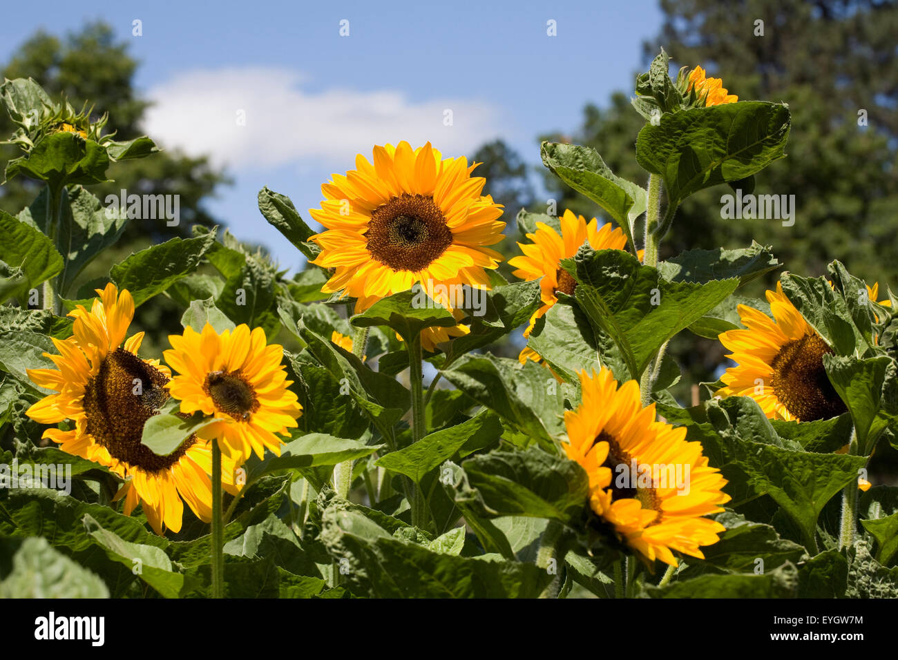 Helianthus annuus 'Vincent's Choice Deep Orange'. Tournesols dans le jardin. Banque D'Images