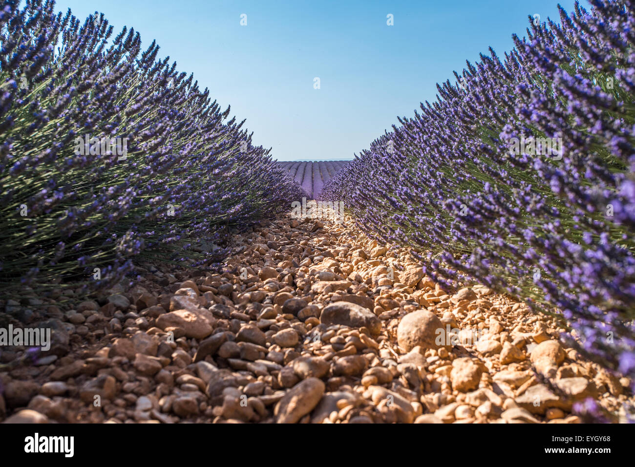 Paysage du Plateau de Valensole Banque D'Images