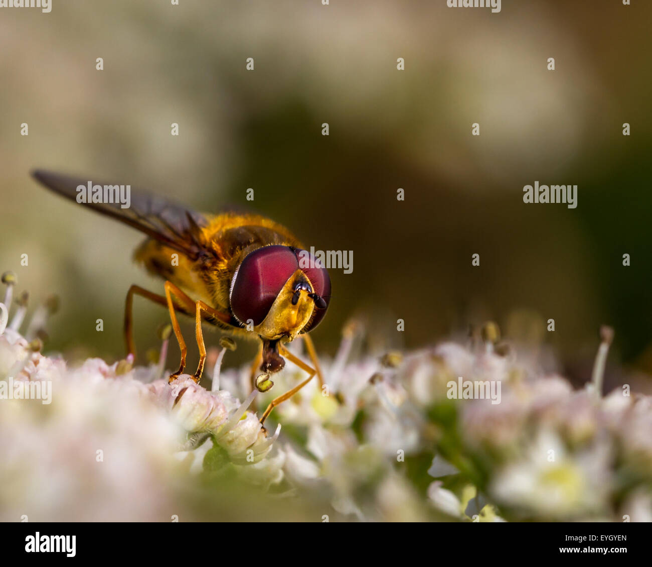Hoverfly slurping nectar de la berce un dans les haies Banque D'Images