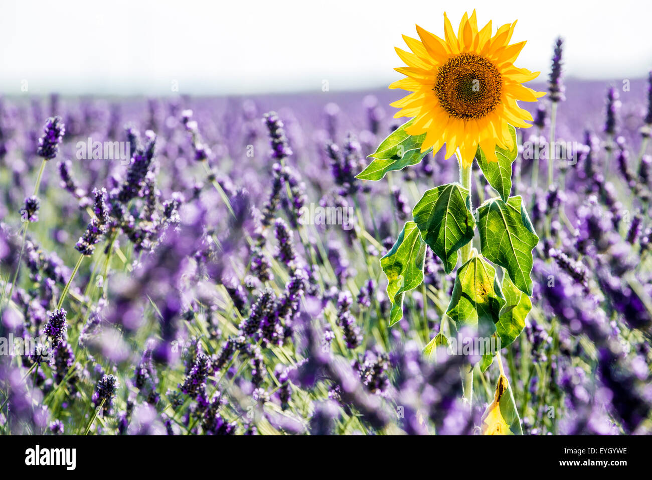 Paysage du Plateau de Valensole Banque D'Images