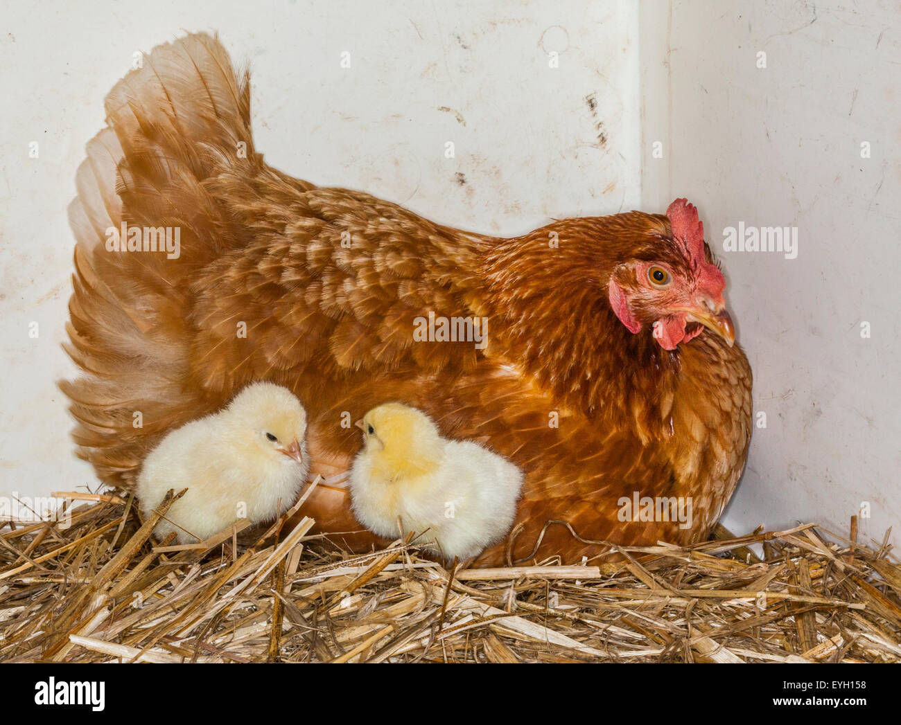 Joie de la maternité, la mère poule avec poussins Banque D'Images