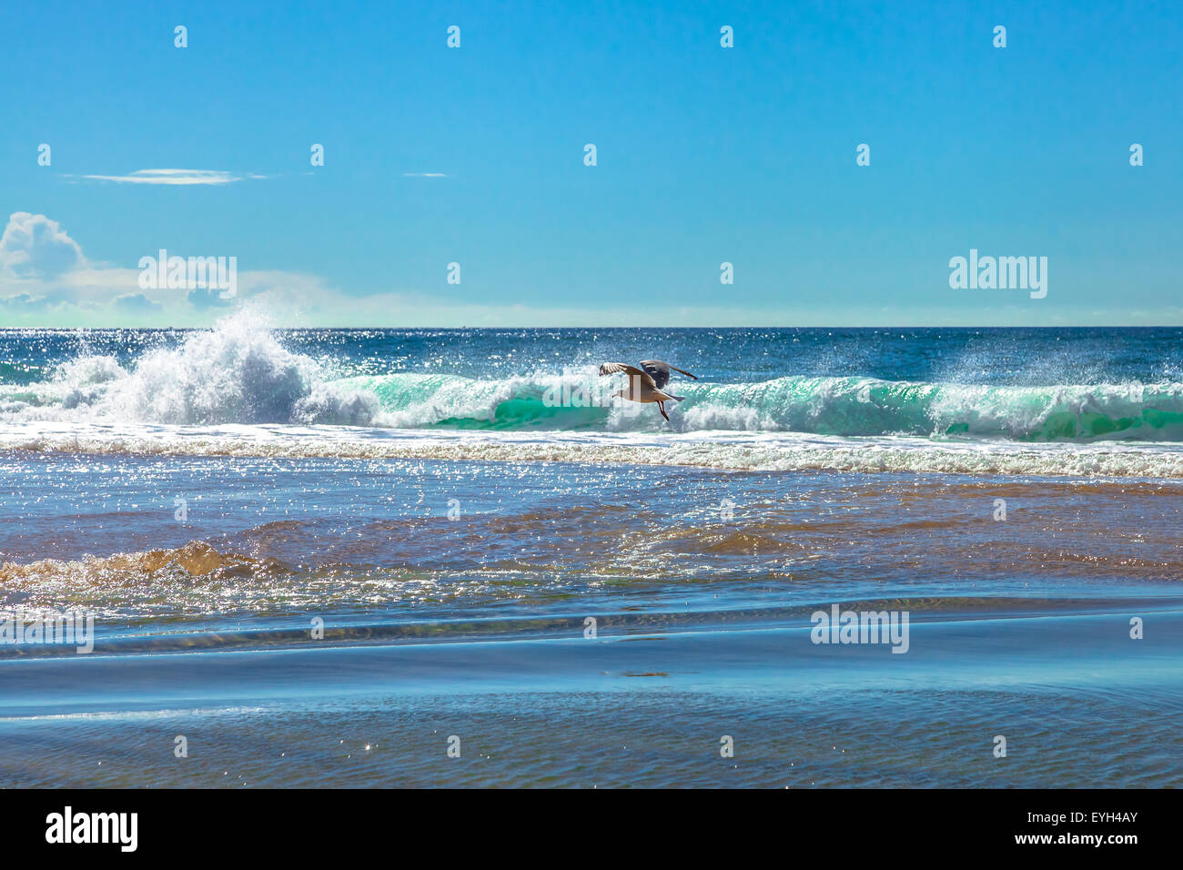 vol de mouettes Banque D'Images