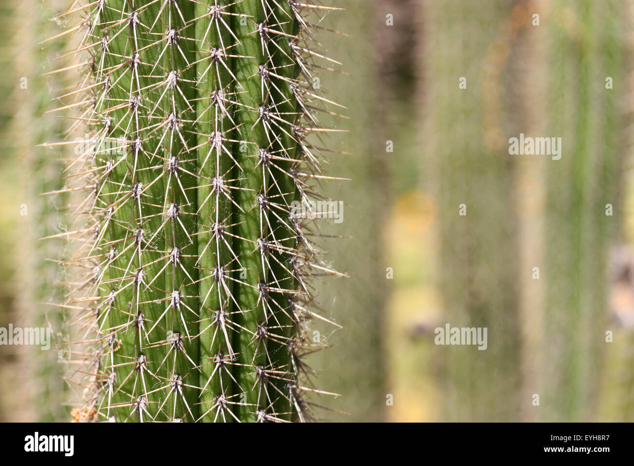 Close up d'un grand cactus Banque D'Images