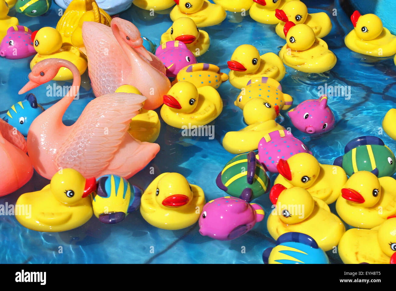 Divers canards jouet dans l'eau Banque D'Images