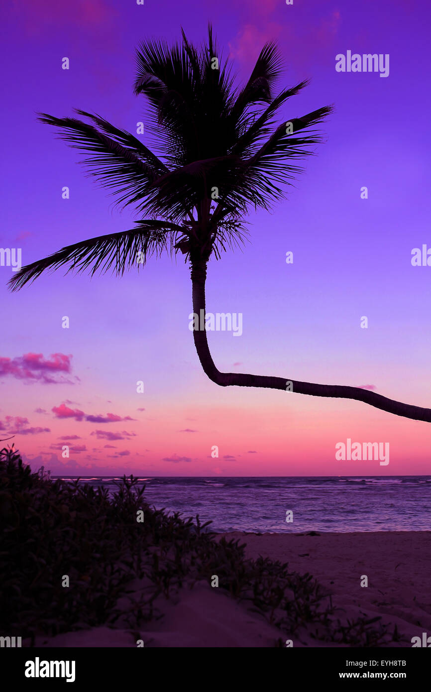 Silhouette Palm sur la plage pendant le coucher du soleil Banque D'Images