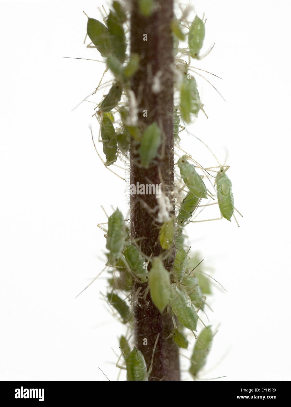 Blattlaeuse, une Schaedling Pflanzen, Banque D'Images