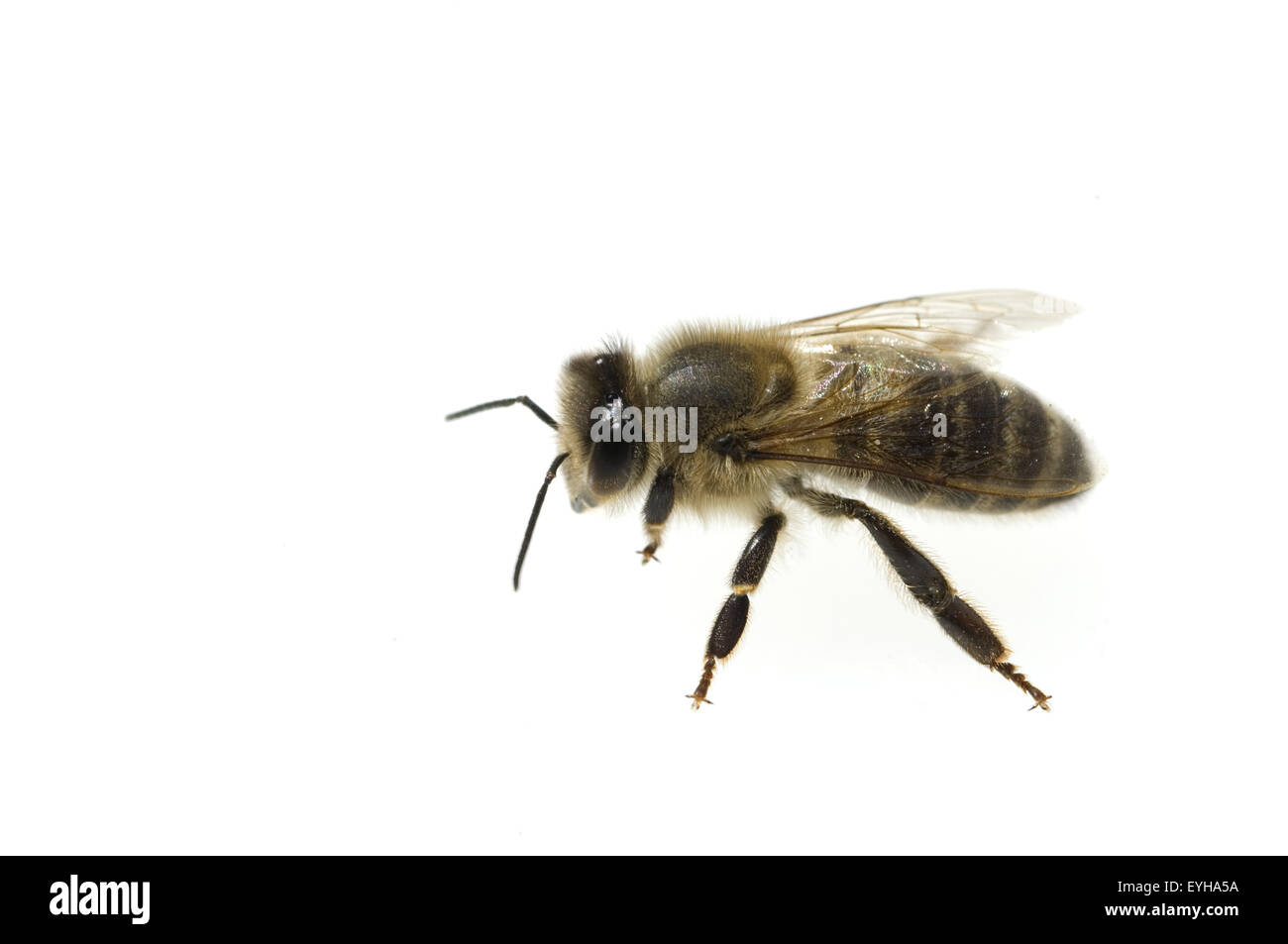 Apis mellifera Biene ; ; ; ; J'Honigbiene Banque D'Images