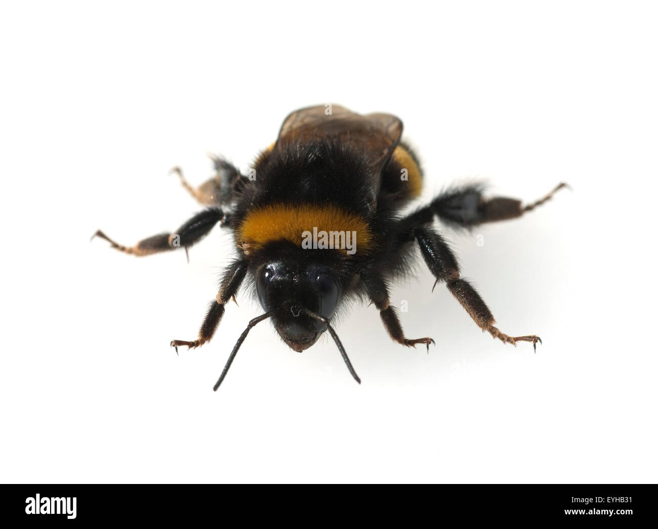 Bombus terrestris ; Erdhummel ; Banque D'Images