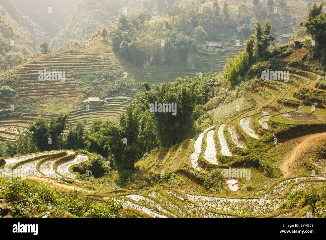 Rizières en terrasses à flanc de montagne dans le village de Tavan SAPA, Vietnam. Banque D'Images