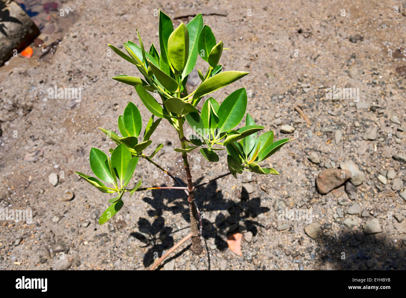 Mangrove rouge (Rhizophora mangle), petite pousse, l'Ile Maurice Banque D'Images