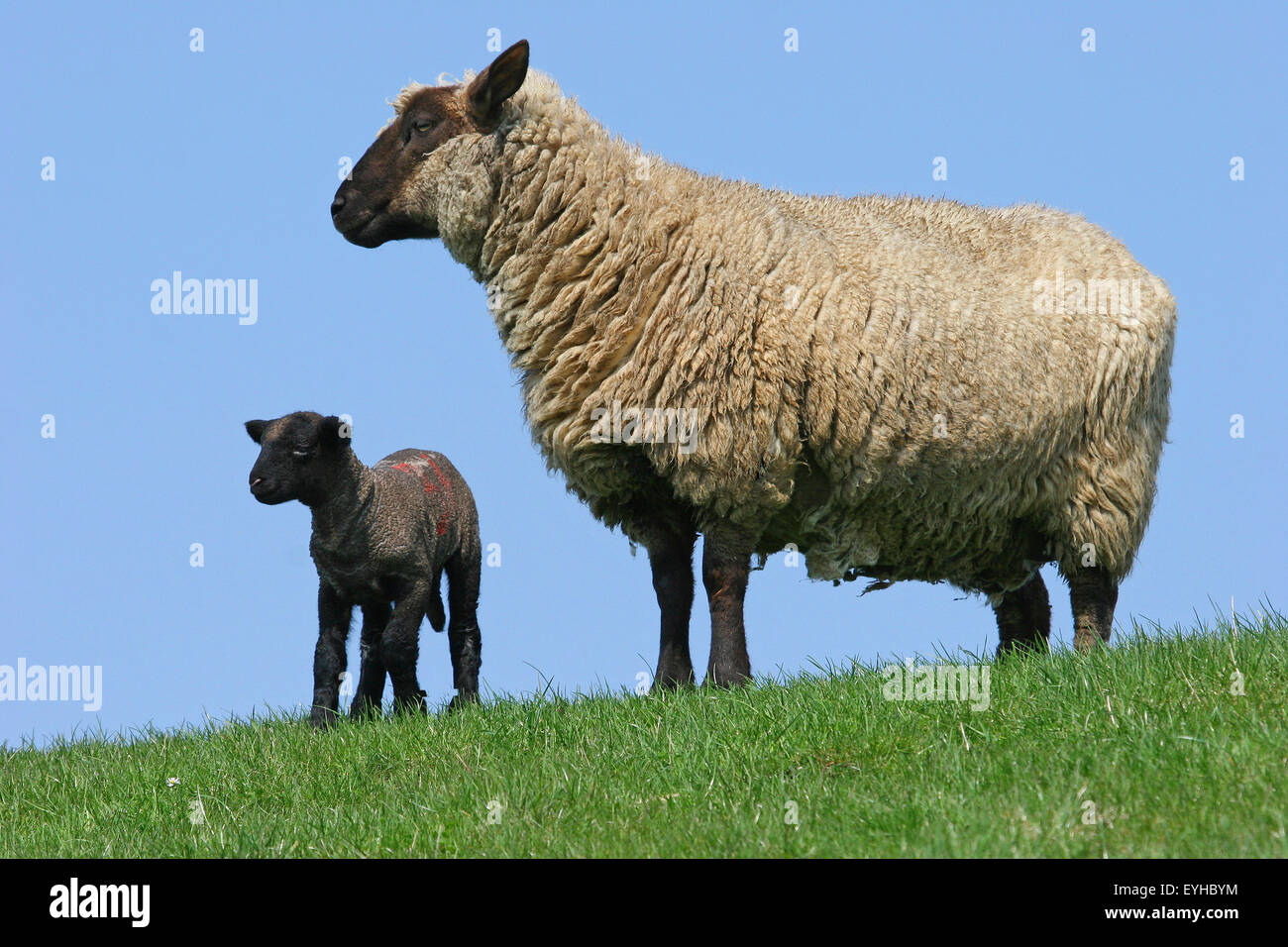 (Ovis ammon f.bélier), noir d'agneau et de brebis, Schleswig-Holstein, Allemagne Banque D'Images
