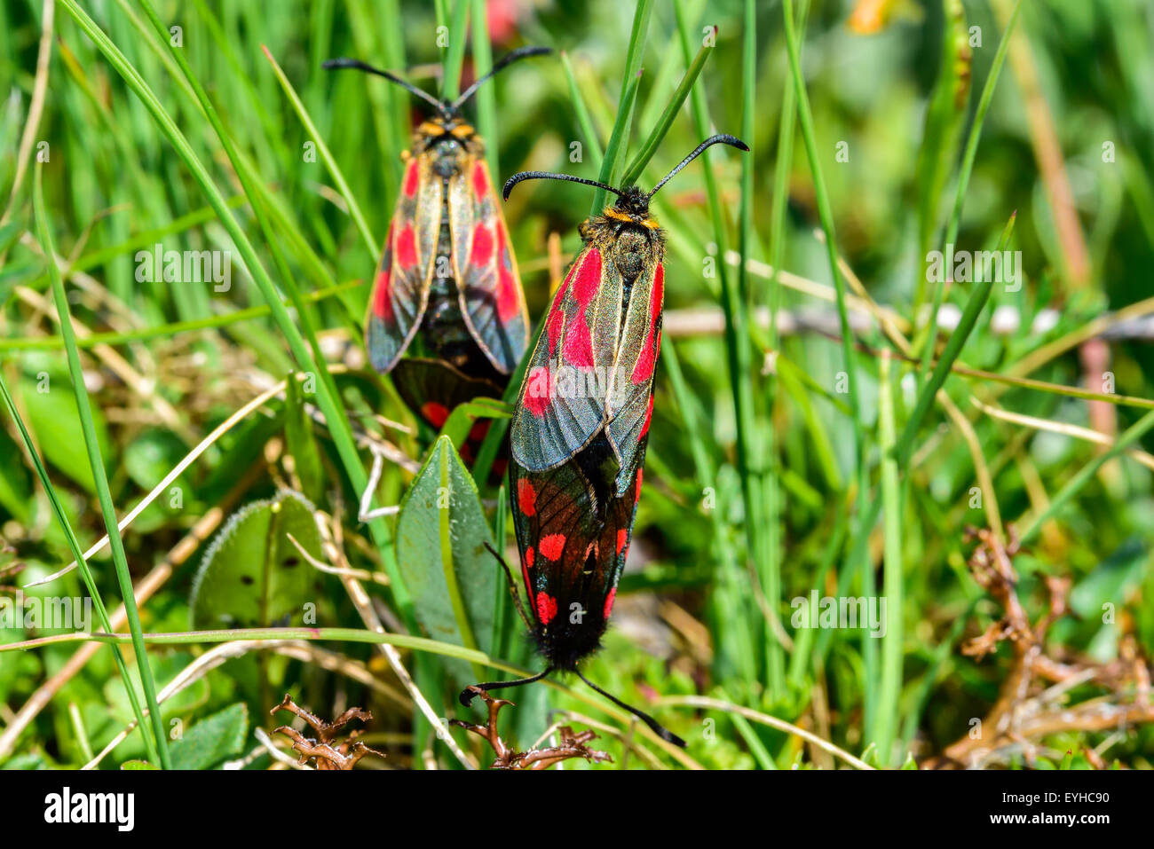 Photo Gros plan du Scotch Burnet moth. Banque D'Images