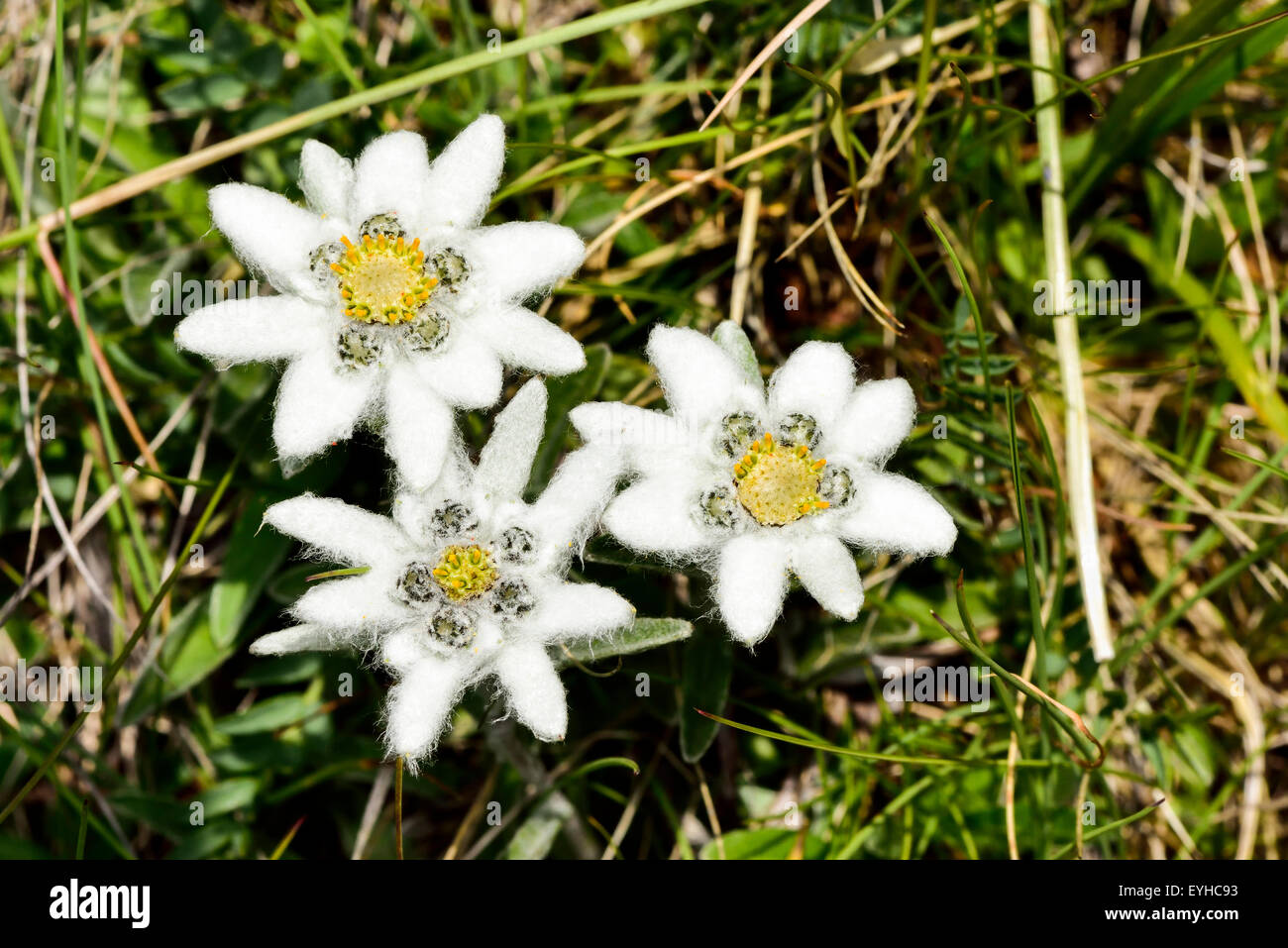 Edelweiss flower Banque de photographies et d'images à haute résolution -  Alamy