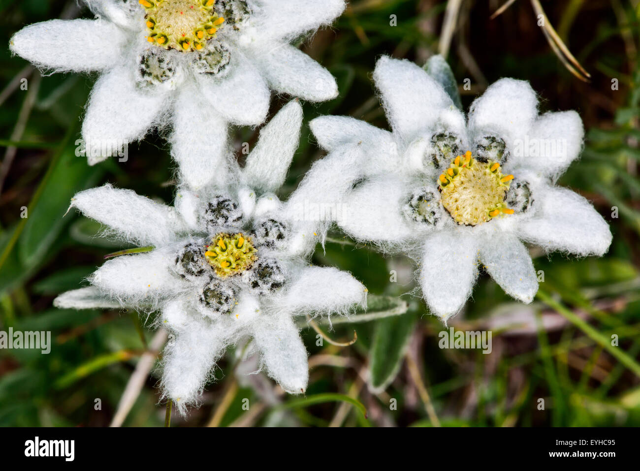 Photo gros plan de la fleur d'Edelweiss Photo Stock - Alamy