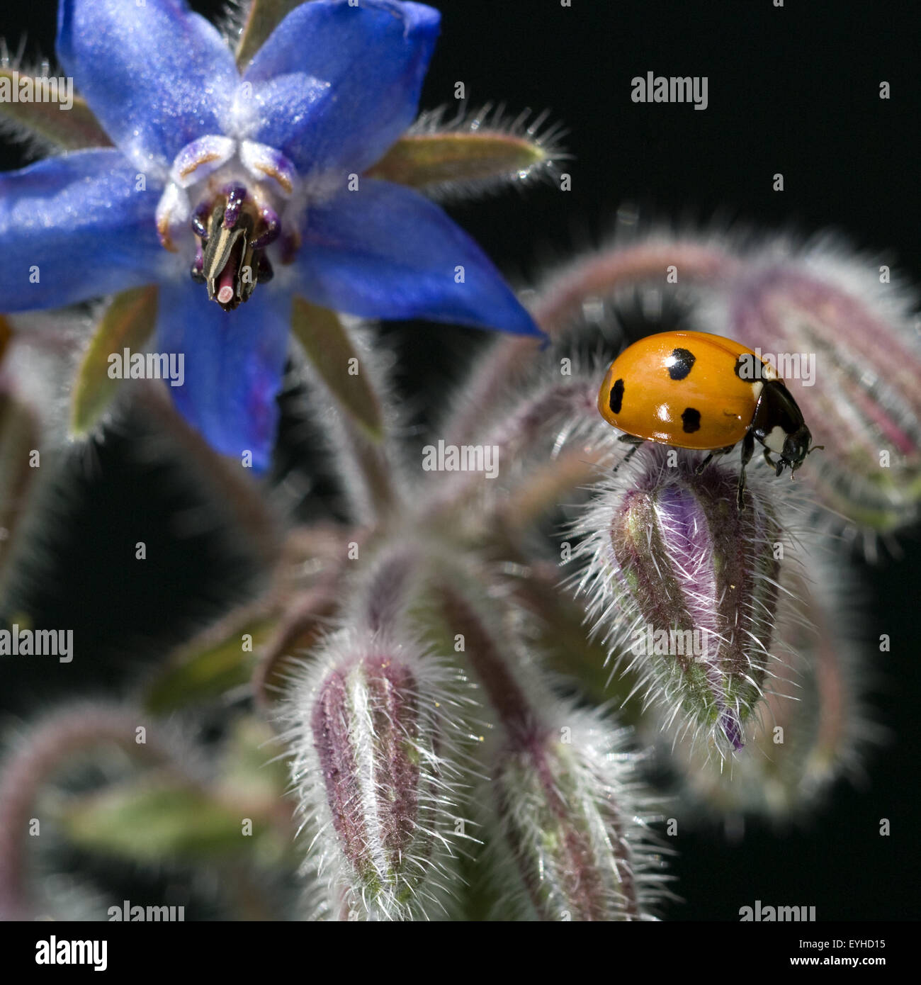 Marienkaefer semptempunctata, Coccinella,, Banque D'Images