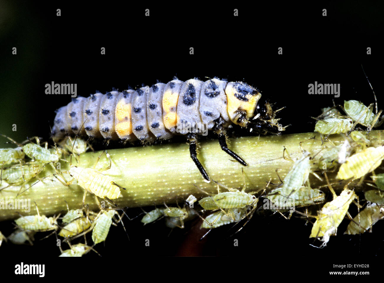 Marienkaeferlarve semptempunctata, Coccinella, beim Fressen von Blattlaeusen, Insekt Banque D'Images