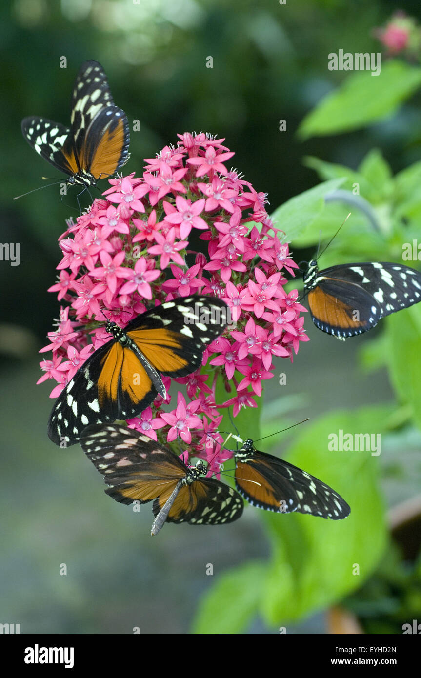 Monarque, Danaus plexippus, Monarchfalter wandert und Nordamerika, VON Canada nach Frankreich und Floride, Mexique, Exotischer Sc Banque D'Images