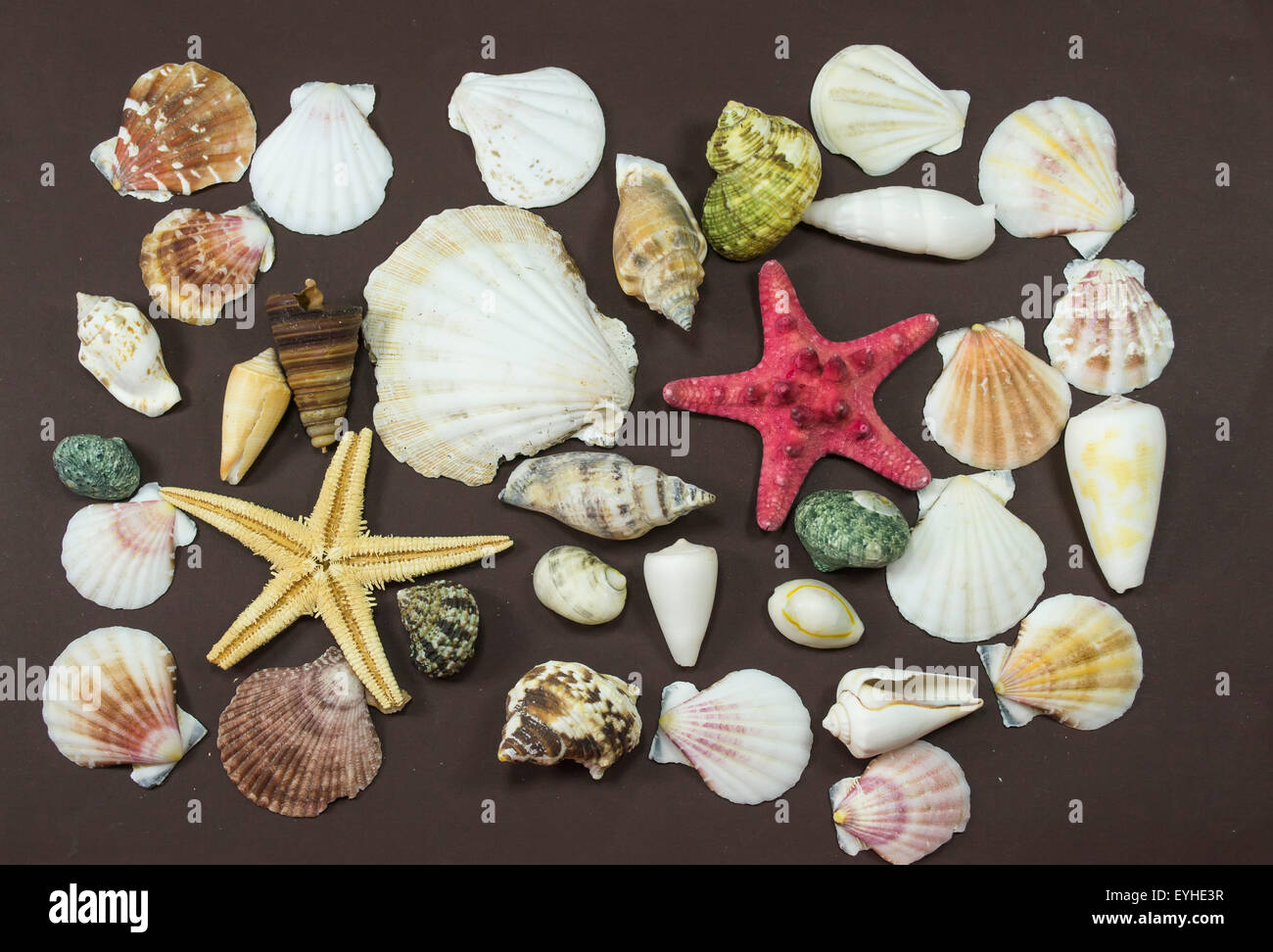 Coquilles de différentes créatures marines fossilisées et deux étoiles de mer jaune et rouge , contre un fond brun Banque D'Images