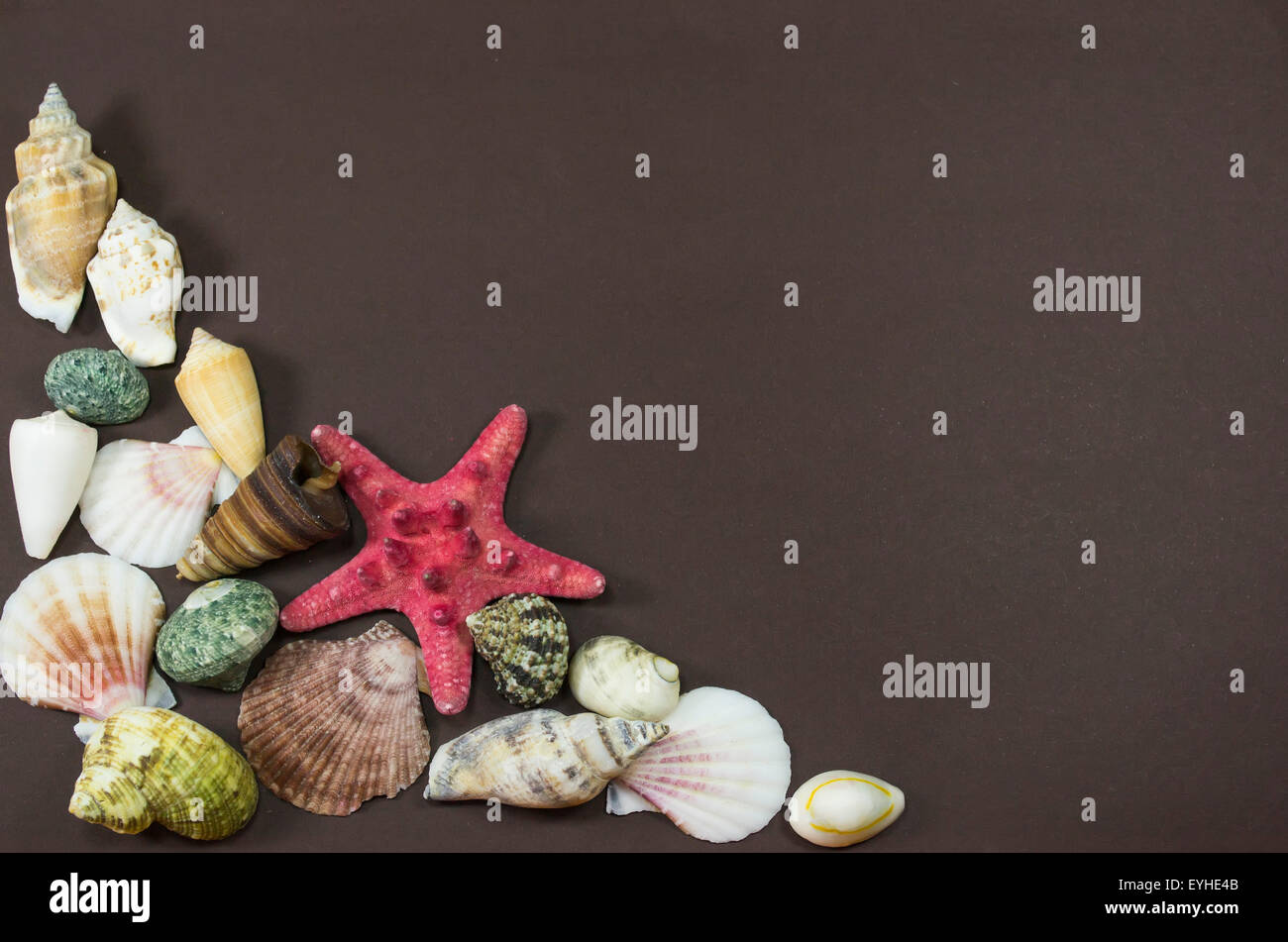 Coquilles de différentes créatures marines fossilisées, étoile rouge et contre un fond brun Banque D'Images