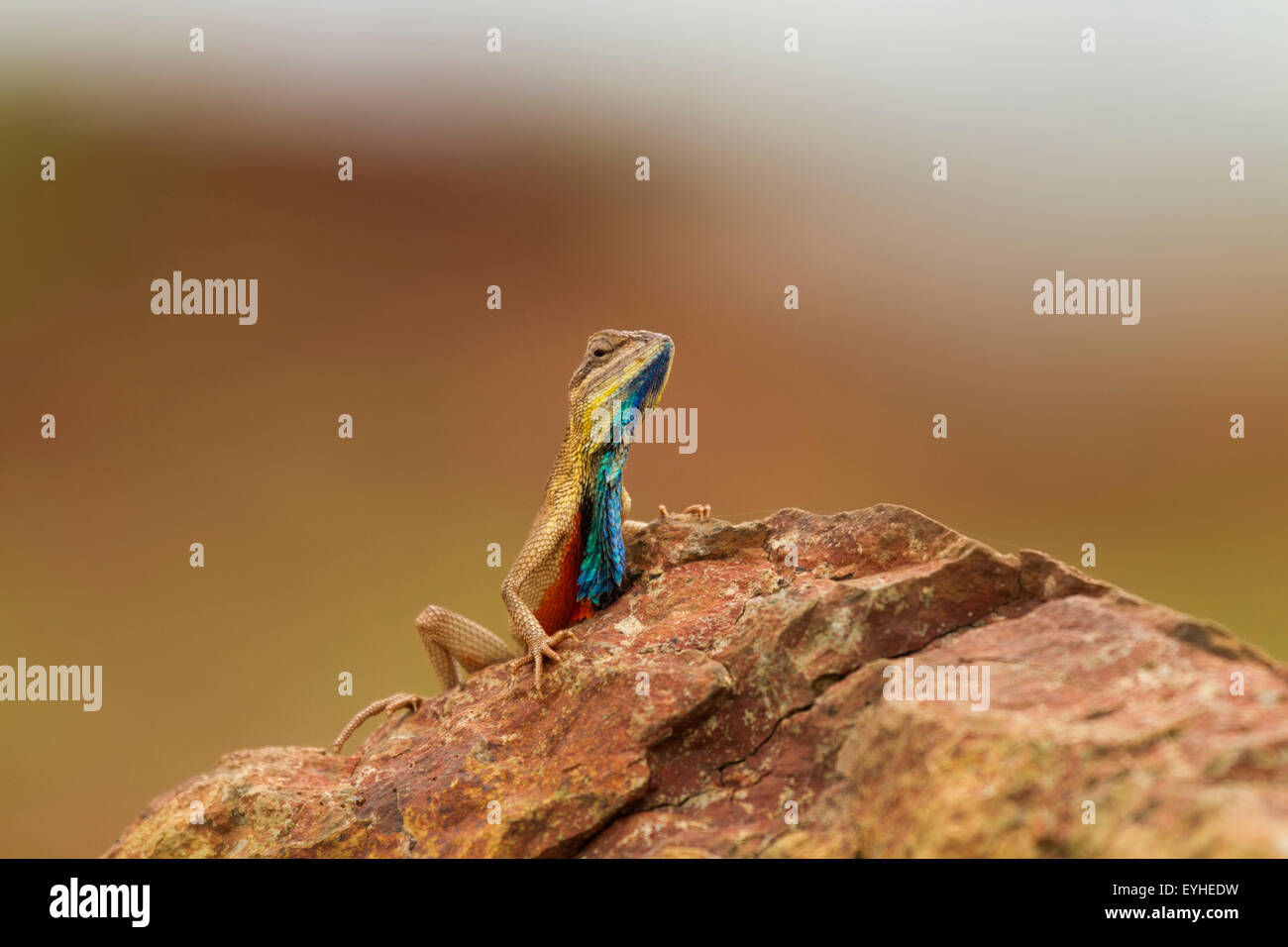 Lézard ou Sardasuparba à gorge Ventilateur Affichage dans la gorge Western Ghats près de Pune Banque D'Images