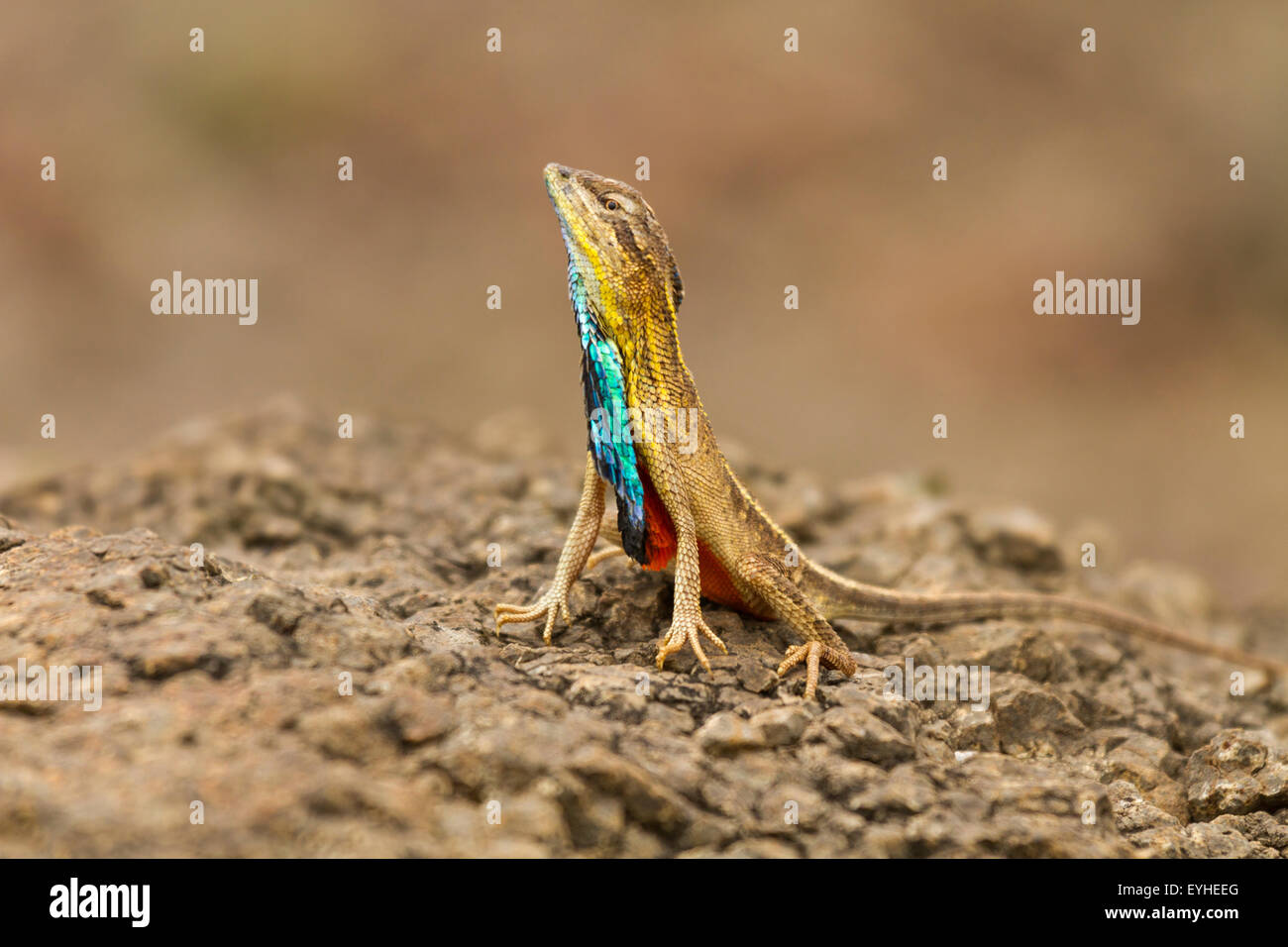 Lézard ou Sardasuparba à gorge Ventilateur Affichage dans la gorge Western Ghats près de Pune Banque D'Images