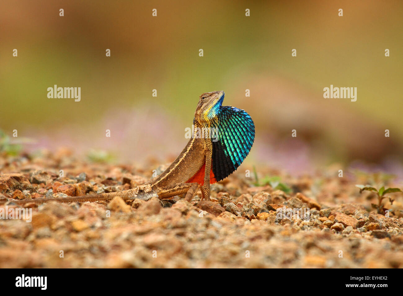 Lézard ou Sardasuparba à gorge Ventilateur Affichage dans la gorge Western Ghats près de Pune Banque D'Images