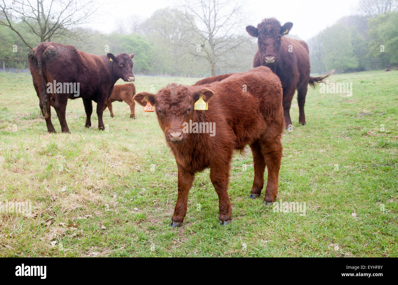 Red poll le pâturage du bétail dans un champ près de Sudbourne, Suffolk, Angleterre, RU Banque D'Images