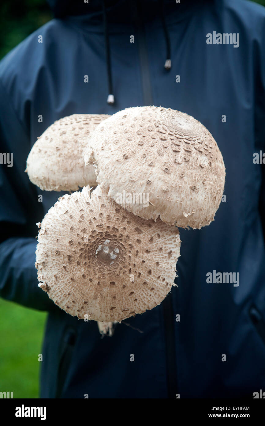 Mid section shot close-up of male holding parasol champignons, Macrolepiota procera, dans ses mains prises dans le Suffolk, Angleterre, RU Banque D'Images