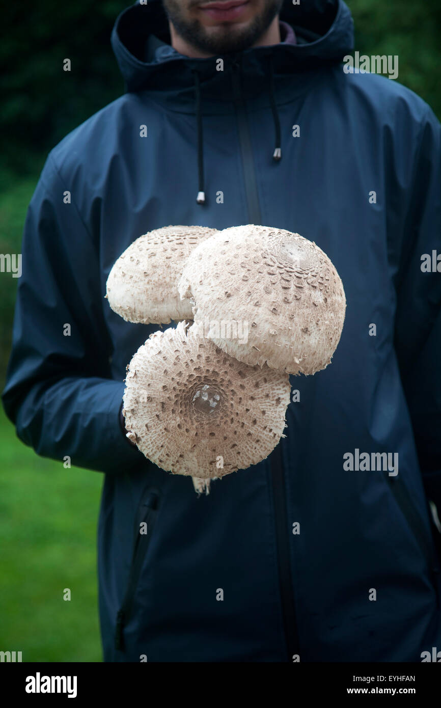 Mid section shot close-up of male holding parasol champignons, Macrolepiota procera, dans ses mains prises dans le Suffolk, Angleterre, RU Banque D'Images