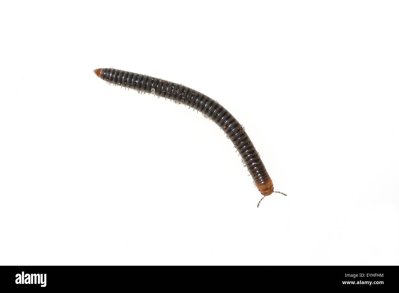 Schwarzer, Schnurfuesser, Tachypodoiulus niger,, Banque D'Images