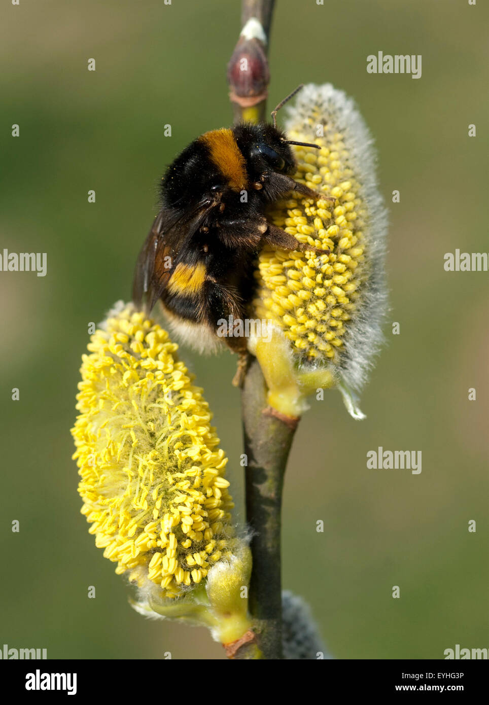 ; Weidenkaetzchen Erdhummel Bombus terrestris ; ; ; Banque D'Images