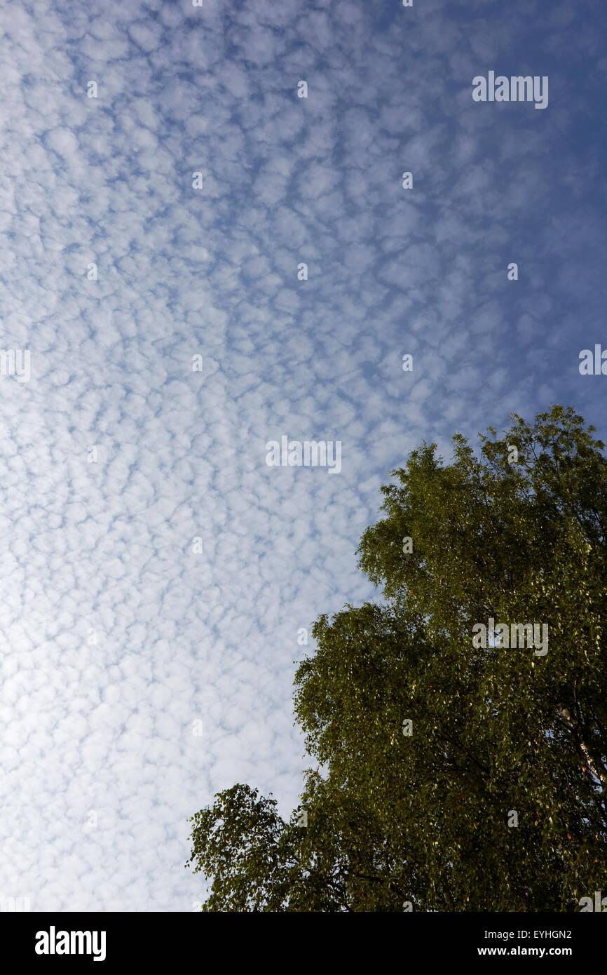 Les nuages Altocumulus floccus Banque D'Images