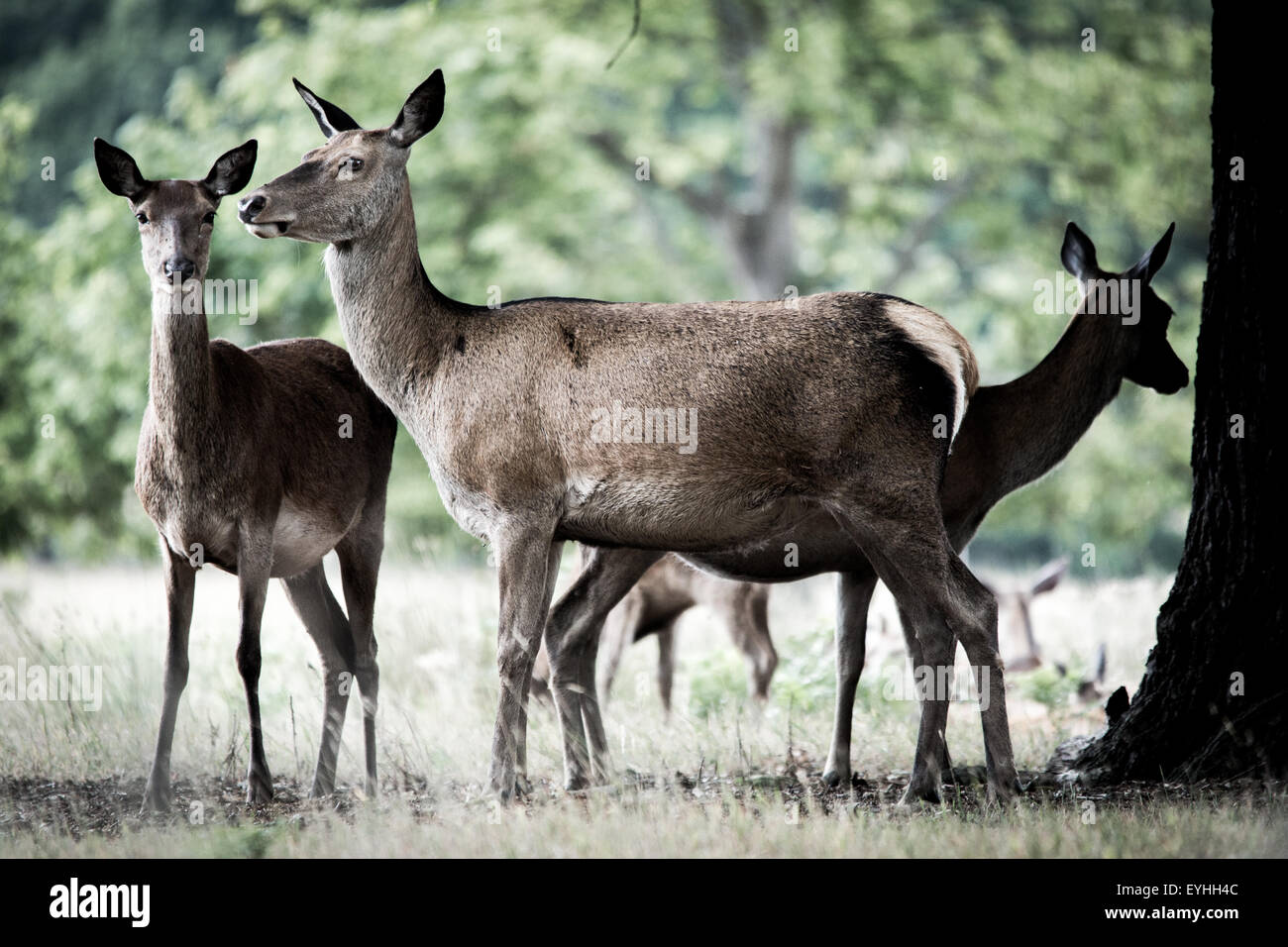 Deer Park Richmond, la faune en liberté photographiés en noir et blanc. Banque D'Images