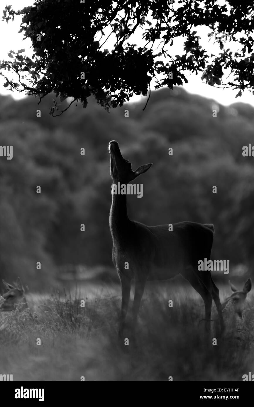 Deer Park Richmond, la faune en liberté photographiés en noir et blanc. Banque D'Images