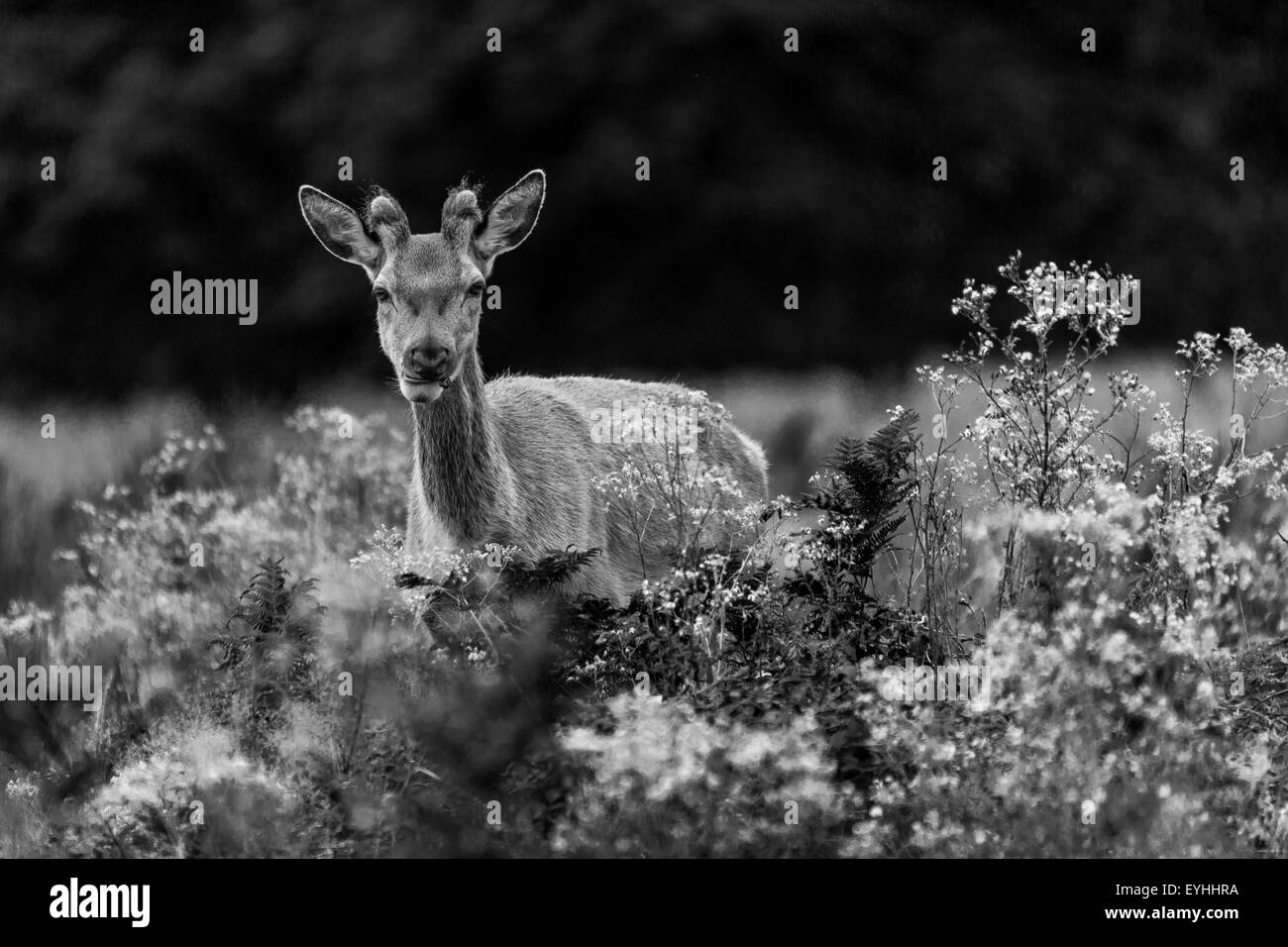 Deer Park Richmond, la faune en liberté photographiés en noir et blanc. Banque D'Images